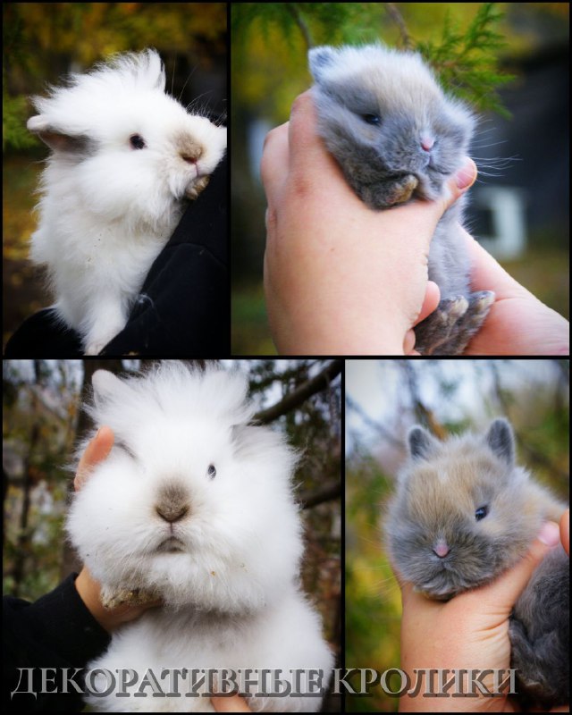 В продаже имеются очаровательные малыши декоративного кролика — мальчик и девочка. Они прошли все не...